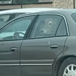 Cow spotted in a Buick going through a McDonald's drive-thru